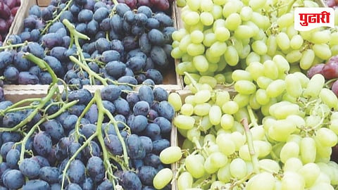 grape News