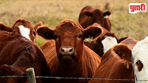 Cattle Smuggling