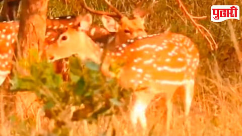 Deer