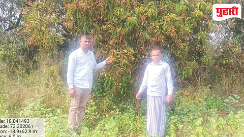 Konkan Mango Crop Loss
