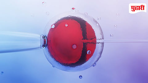 IVF