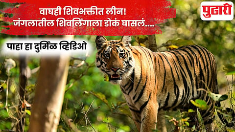 Tiger viral video