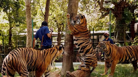 Virus Outbreak 72 tigers death |
