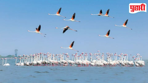Flamingos