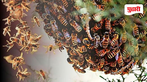 Honey Bee Attack News