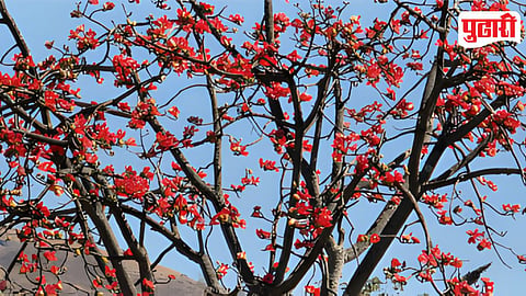 Katesavar Tree