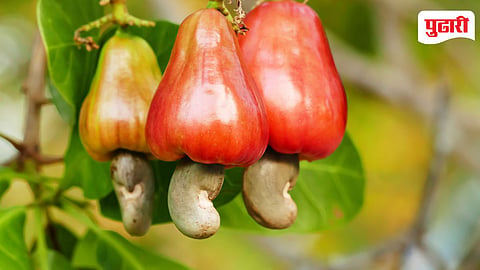 Konkan Cashew
