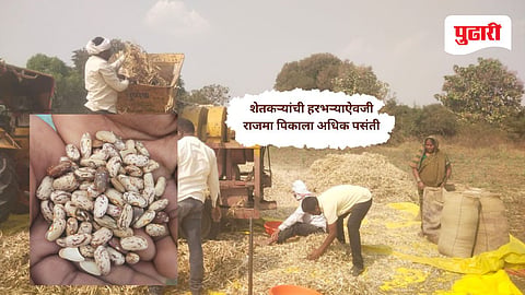 Latur news | चाकूर तालुक्यात राजमा पिकाचे क्षेत्र वाढले: शेतकऱ्यांची हरभऱ्याऐवजी राजमा पिकाला अधिक पसंती