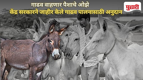 Donkey Farming