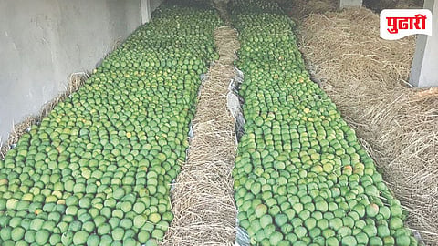 Konkan Alphonso Mango