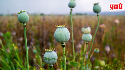 Opium