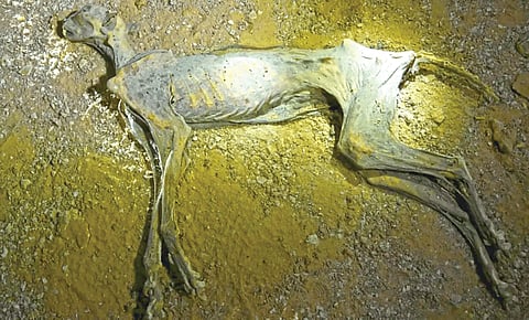 4000 year old cheetah DNA research |