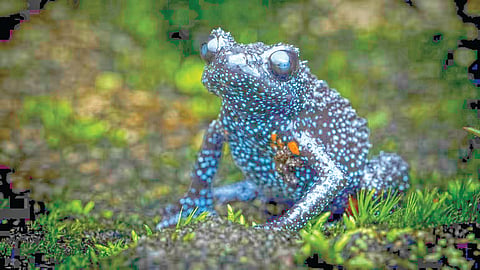 Galaxy Frog |