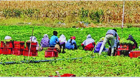 jalna agriculture news