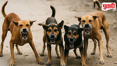 Vasai Virar stray dog issue