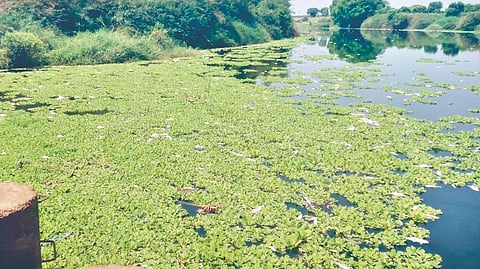 Panchganga Pollution