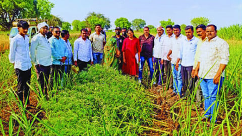 beed crime news