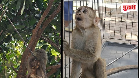 Yeoor Monkey Attack
