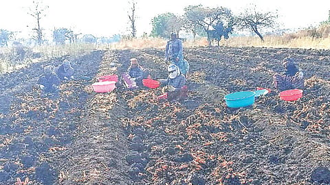 turmeric price hike