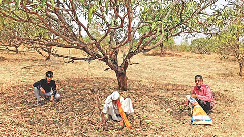 Jalna unseasonal rain damage