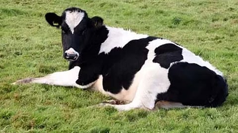 cattle death