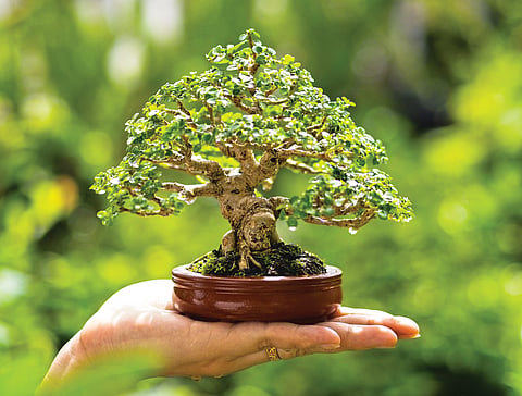 Bonsai Art History |