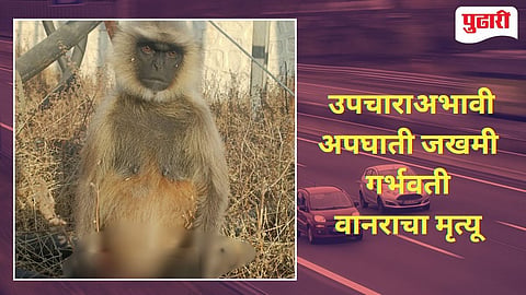 Monkey Accident