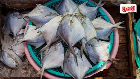 Goa fish price