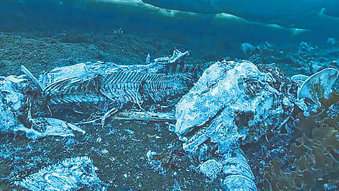 Whale fall