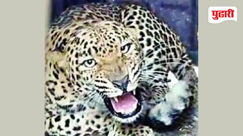 leopard