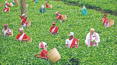 दिब्रुगड : आसाममधील बिस्वनाथ येथे चहाच्या मळ्यात महिला कामगारांसोबत चहाची पाने तोडताना पंतप्रधान नरेंद्र मोदी.