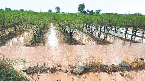 Sangli Rain