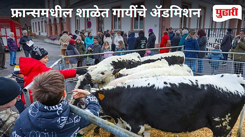 Cows Admission in school