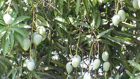 mango crop damage