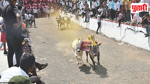 Bhosari Bullock Cart Race