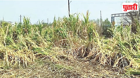 Dehuroad Crop Damage