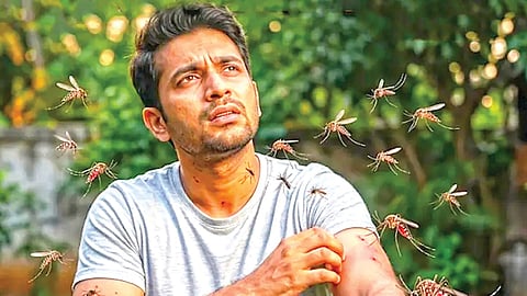 Mosquito Bites |