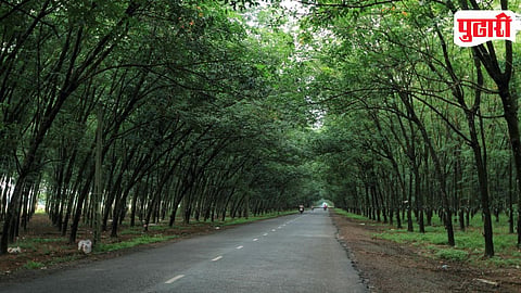 Tree Plantation