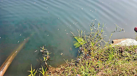 fish death