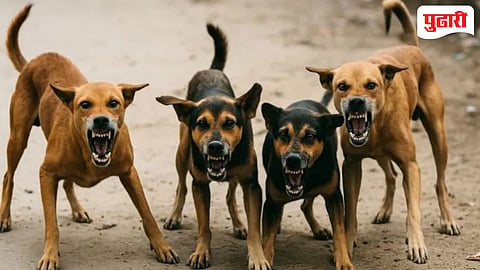 Dog Attack