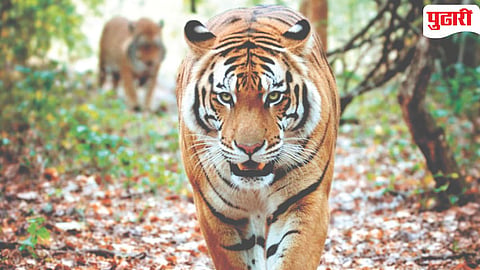 Sahyadri Tiger Reserve