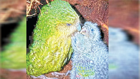 kakapo bird |