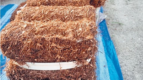 Tobacco