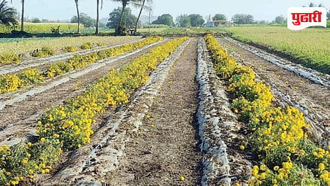 Flower Rate