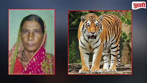 Woman killed by Tiger Chandrapur