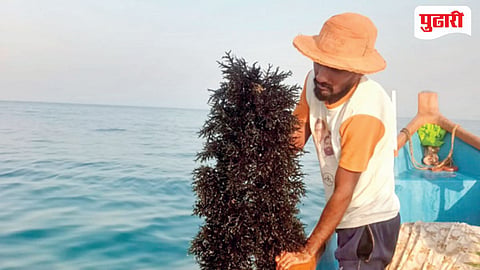 Seaweed Farming News