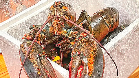 Shrimp pain