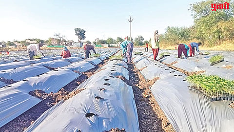 Jalna chilli cultivation
