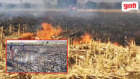 शॉर्टसर्किटमुळे ५ एकर मका जळून खाक ; शेतकरी कुटुंबावर आर्थिक आघात