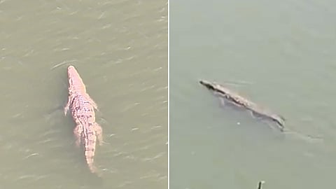 Crocodile News